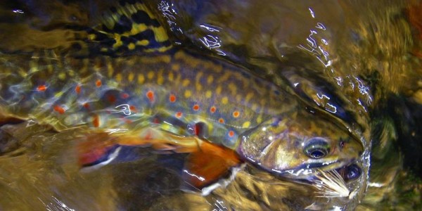 BrookTrout